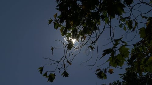 Dark artistic sun through tree branches 4K UHD 2160p footage - Dark tree scene in 4K 3840X2160 UHD