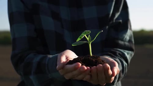 Person Holds Small Plant Seedling in Hands