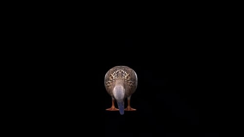 Canard femelle mange vue de face