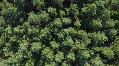 Top View On Trees In The Forest