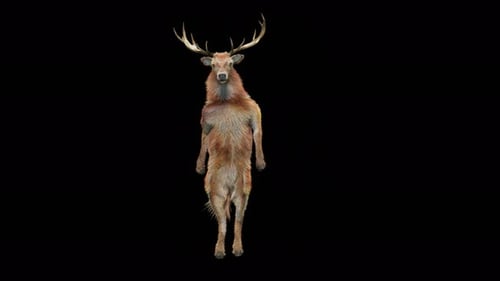 Animated Dancing Deer with Fur and Antlers on Transparent Background