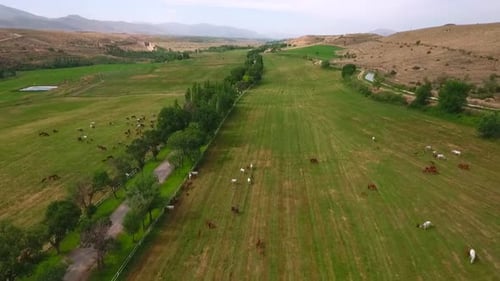 Viele Pferde grasen auf dem Bauernhof