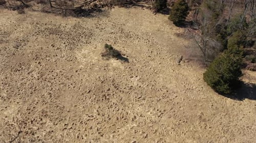 Eine Luftaufnahme über einem trockenen Grasfeld, umgeben von kahlen Bäumen. Die Drohnen-Kamera ist nach unten gerichtet, th