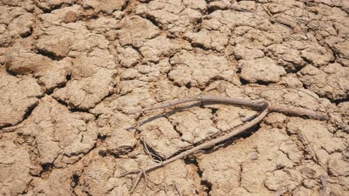 Close-up of Dry Dead and Cracked Earth During a Drought