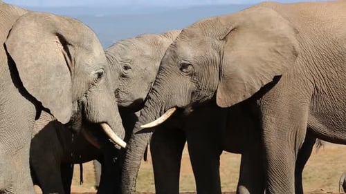 Elephants Interact in their Natural Habitat