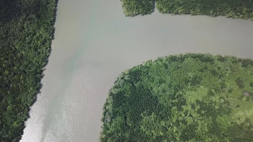 Aerial View on River and Mangrove Tree Forest
