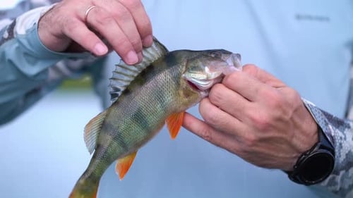 Man Holds Perch Fish Showing Dorsal Fin