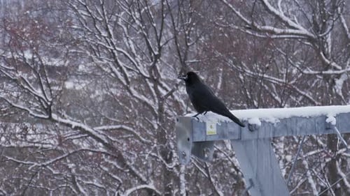 Black Crow Perched on Metal Structure in Winter