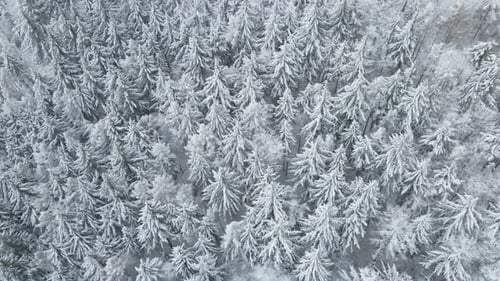 Beautiful Winter Forest with Snowy Trees Aerial View