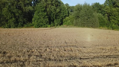 A field with ripe barley, ready for harvest.