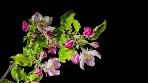 Flowers Bloom on the Apple Tree Branch the Arrival of Spring
