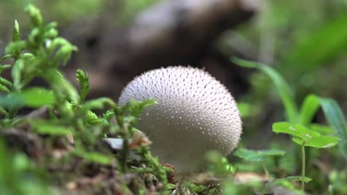 Mushroom on Forest Floor
