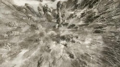 Flight Over Forest In Winter