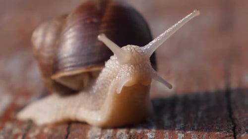 Garden Snail Closeup On Wood