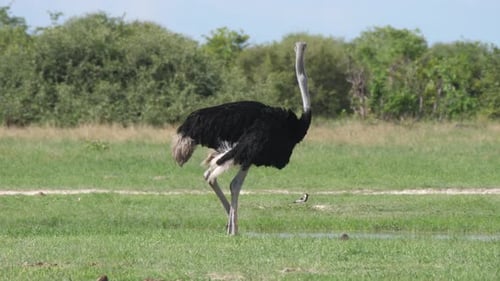 Avestruz pastando y mirando hacia arriba en la sabana