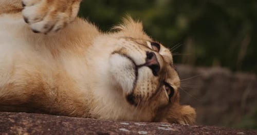 Löwenjunges ruht auf Felsen im Safaripark