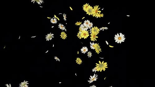 Falling Daisies and Yellow Flowers Celebration Overlay
