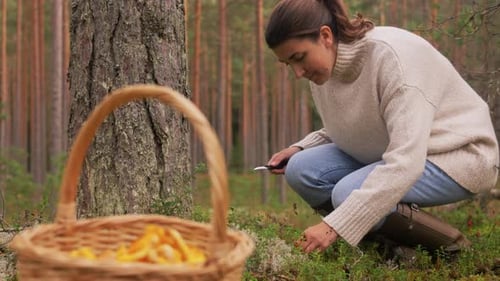 Young Woman Picking Mushrooms in Autumn Forest