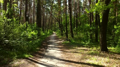 Green Bright Forest