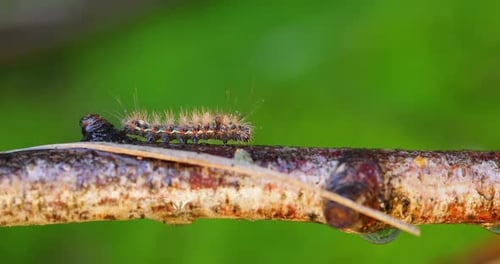 Caterpillar Crawling on a Wet Tree Branch
