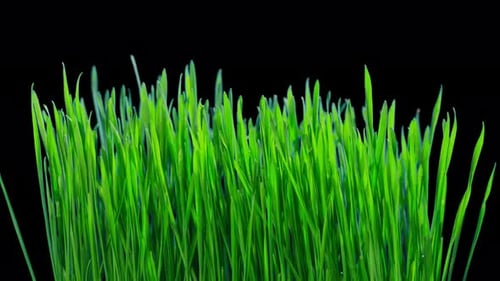 Green sprouts of wheat grow, time-lapse with alpha channel
