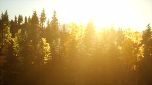 Coucher de soleil radieux dans les montagnes avec la forêt