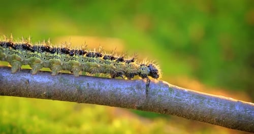 Spiky Caterpillar Crawling Along Branch in Daylight
