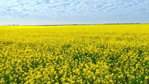 Drohnenaufnahmen aus der Luft des Feldes der gelben Vergewaltigung gegen den blauen Himmel
