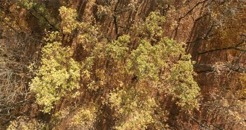 Aerial View. Golden Autumn. Forest Landscape with Yellow Trees From Above.