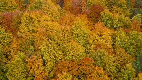 View From the Height on a Bright Yellow Autumn Forest