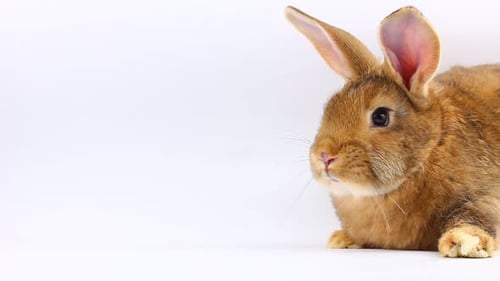 Cute Brown Rabbit Resting on White Background