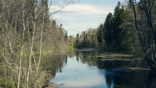Still Lake Reflecting Forest in Natural Environment