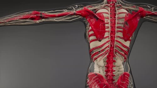 3D Animation of Human Nervous System and Skeletal Anatomy