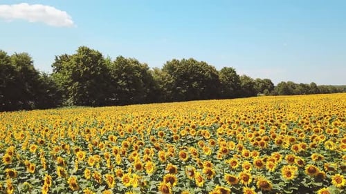 Sunflower Field
