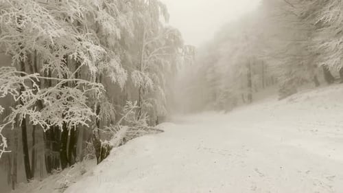 Forêt d'hiver par temps brumeux