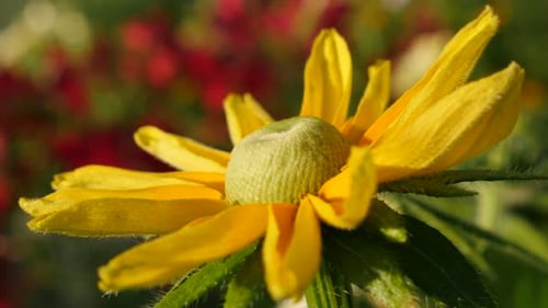 Rudbeckia hirta auch bekannt als Irish Spring Flower im Garten 4K 3840X2160 UltraHD Footage - Rudb
