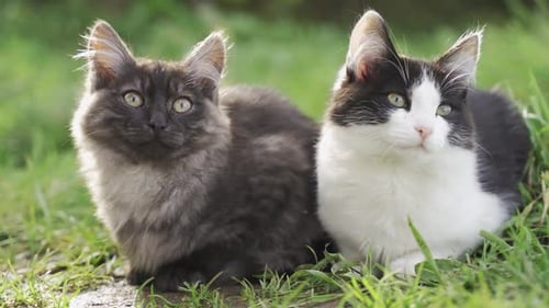 Cat Sitting in Green Grass and Looking at the Camera