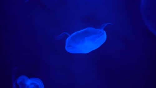 Elegant Jellyfish Swimming in Deep Blue Water