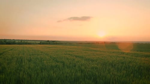 Sunset Over The Wheat Field