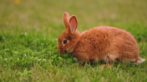 Kaninchen grasen auf dem Rasen