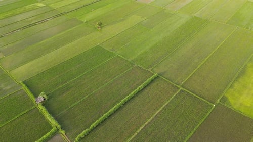 Reis-Feld