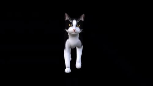 Vue de face de la promenade du chat noir et blanc
