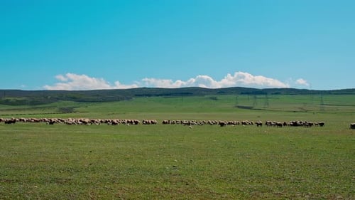 Sheep Graze in the Pasture