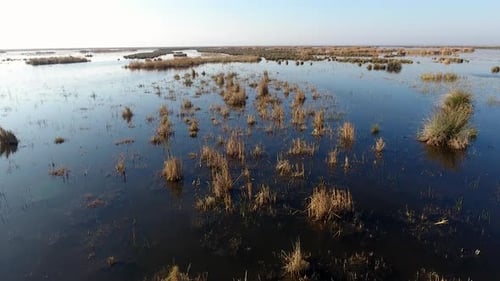 Aerial View of Serene Wetland Marshland Ecosystem