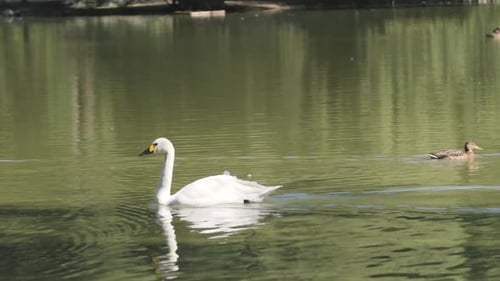 Weißer Schwan schwimmt in einem See