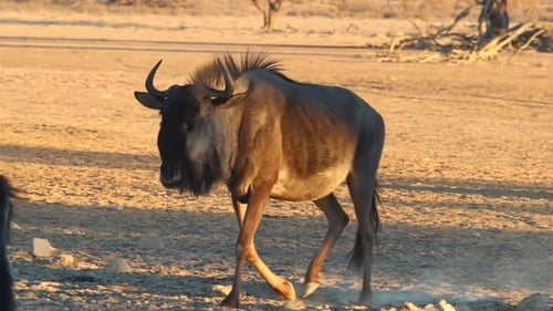 Wildebeest joins others at a man made watering hole in the Kalahari