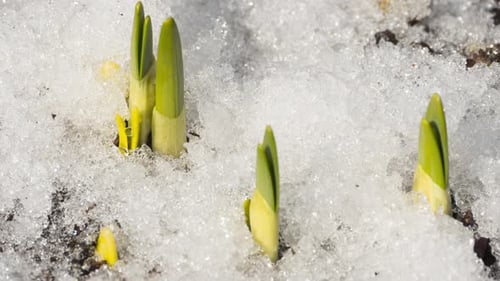 New Plant Growth Emerging from Melting Snow
