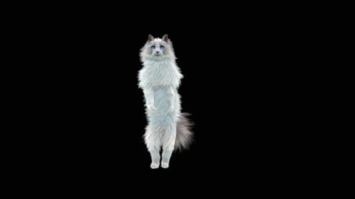 Animated Fluffy White Cat Standing Upright with Blue Eyes