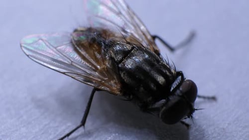 Detailed Close Up of a Fly