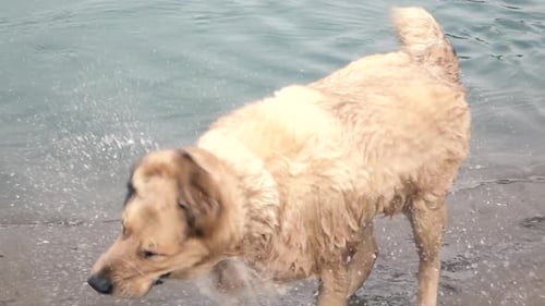 Wet Dog Shaking Fur at Shoreline